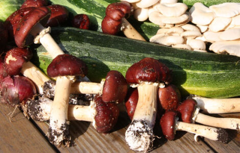 How to Grow Wine Cap Mushrooms Image